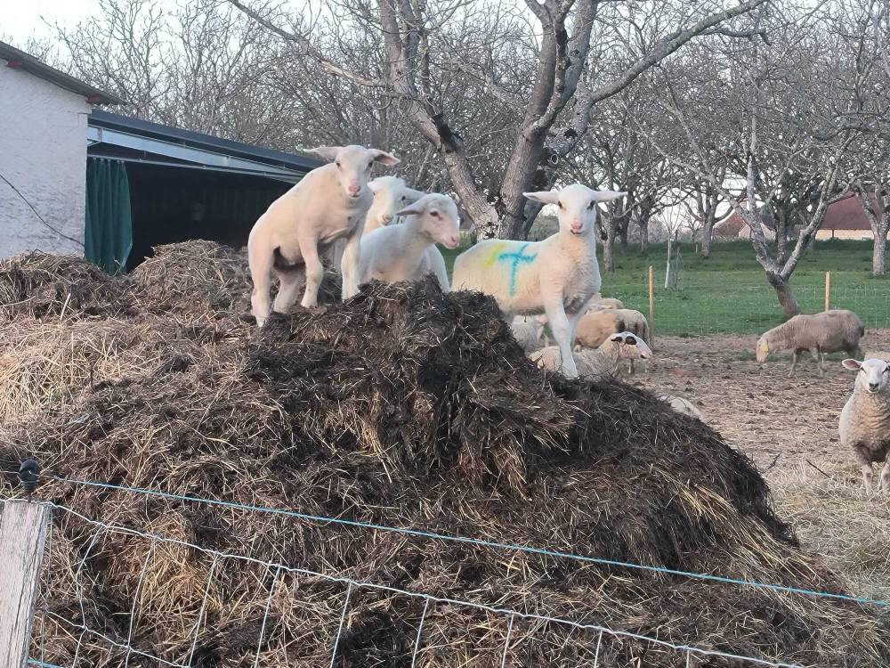 marquage des agneau pour élevage