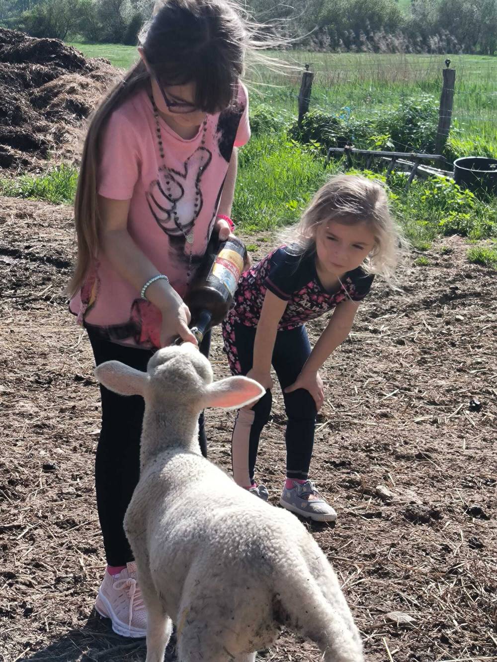 Visite des agneaux a la ferme de Virginie